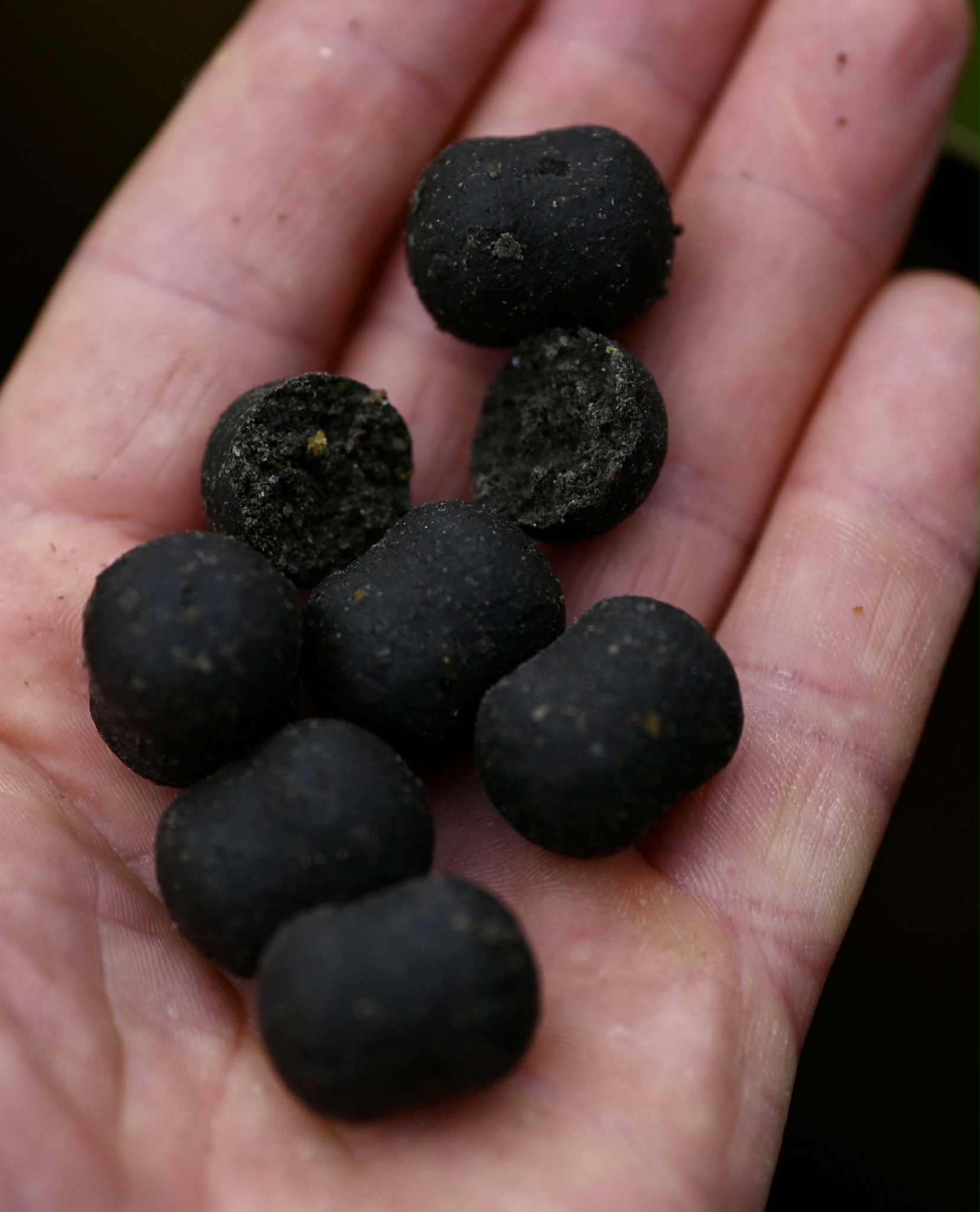 BBB Boilies